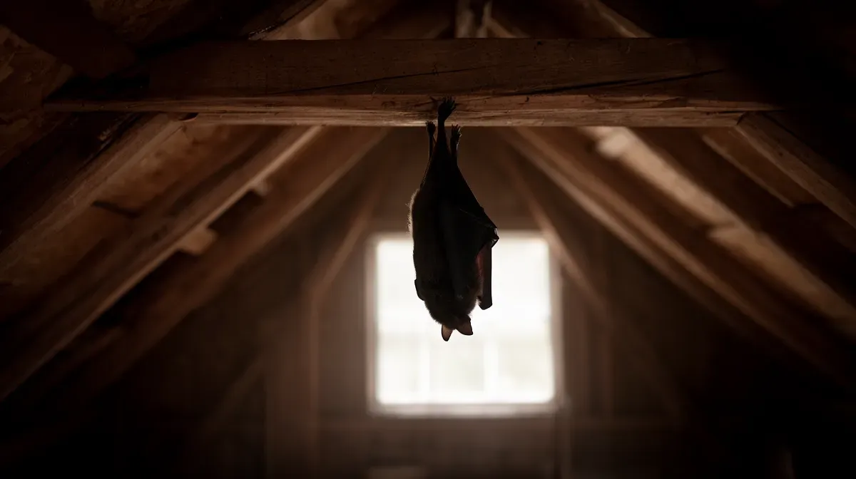 Chauve-souris suspendue à une poutre en bois dans un grenier, silhouette éclairée par une fenêtre