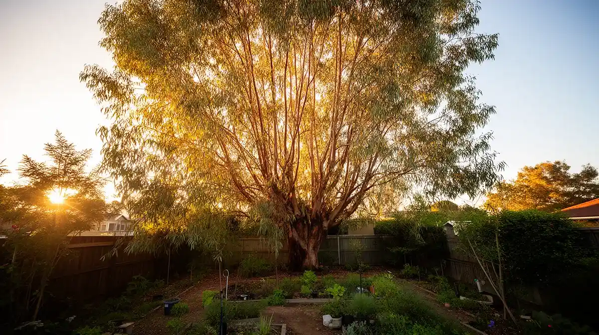 Jeune eucalyptus gunnii dominant un petit jardin, illustrant sa croissance rapide