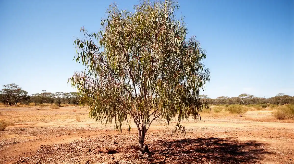 Eucalyptus gunnii en période de sécheresse, sol sec et feuillage légèrement flétri
