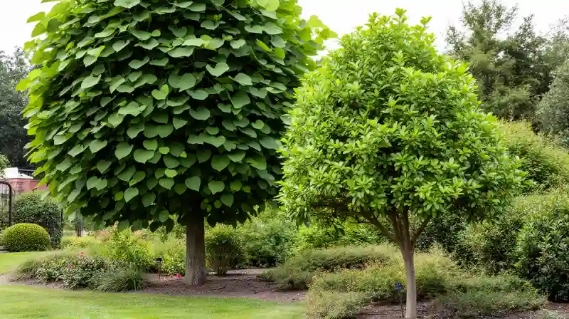 Comparaison entre un catalpa commun de grande taille et un catalpa boule nain dans un jardin